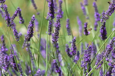 Téléchargez les photos : Levandula herbe aka levander. Belle et étonnante fleur de violette fleurie aromatique. Utilisé dans l'industrie de la cuisine ou cosmétique et beauté. - en image libre de droit