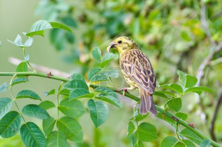 Foto de Emberiza citrinella también conocida como Yellowhammer. Precioso pájaro amarillo está sentado en el árbol y come insectos en su pico. Día soleado de verano. República Checa naturaleza. - Imagen libre de derechos