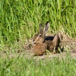 Bunny Lepus europaeus is resting and eating on sunny spot on the field. Very expanded hare in Czech republic. Springtime evening.