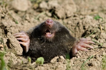 Photo for Talpa europaea aka European Mole in his  hole. Main enemy of every gardener in Czech republic. Giant drilling digging hands with long claws. - Royalty Free Image