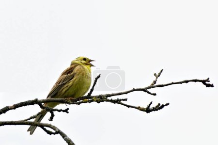 Foto de Emberiza citrinella también conocida como Yellowhammer. Precioso pájaro amarillo está sentado en la piedra en el soleado día de primavera. República Checa naturaleza. Cantando con pico abierto. - Imagen libre de derechos