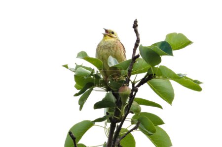 Foto de Emberiza citrinella también conocida como Yellowhammer. Precioso pájaro amarillo está sentado en la parte superior del árbol en el soleado día de primavera. República Checa naturaleza. Cantando con el pico abierto. Aislado sobre blanco. - Imagen libre de derechos