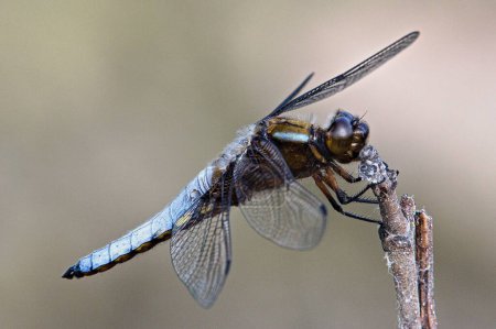 Photo for Libellula depressa dragonfly aka Broad-bodied Chaser is sitting on the stick. Isolated on blurred background. Pond in Czech republic. - Royalty Free Image