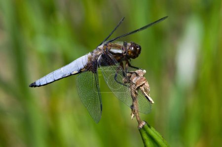 Photo for Libellula depressa dragonfly aka Broad-bodied Chaser is sitting on the stick. Isolated on blurred background. Pond in Czech republic. - Royalty Free Image