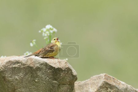 Foto de Emberiza citrinella también conocida como Yellowhammer. Precioso pájaro amarillo está sentado en la piedra en el soleado día de primavera y cantando con el pico abierto. República Checa naturaleza. - Imagen libre de derechos