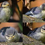 Cyanistes caeruleus aka blue tit is feeding baby tit. Baby tit in different positions. First day out of her nest. Early summer. Czech republic nature. Very commont bird in Czechia.