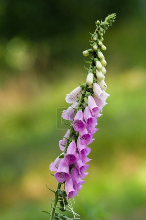 Photo for Digitalis purpurea aka candy mountain foxglove. Lovely pink, toxic, very high wildlife flower. Czech republic nature. - Royalty Free Image