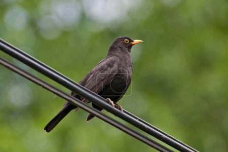 Foto de Pájaro de la canción turdus merula aka mirlo eurasiático, el pájaro más común en la República Checa está sentado en el cable eléctrico. - Imagen libre de derechos