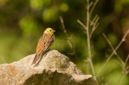 Foto de Emberiza citrinella también conocida como Yellowhammer. Precioso pájaro amarillo está sentado en la piedra en el soleado día de primavera. República Checa naturaleza. - Imagen libre de derechos
