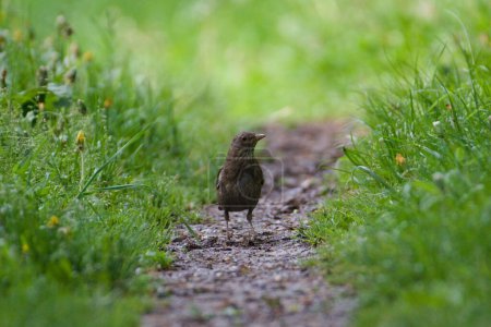 Foto de Pájaro cantor turdus merula aka hembra de mirlo eurasiático, el ave más común en la República Checa, está buscando comida en el parque al aire libre. - Imagen libre de derechos