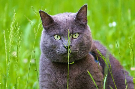Photo for Felis catus aka British Shorthair domestic cat. Portrait focused on big colorful eyes. Cat is hidden behind the grass straw. Splitted cat. - Royalty Free Image