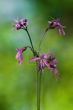 Photo for Silene flos-cuculi aka ragged robin on the field. Wild growing pink plant on the green background. Very common in Czech republic. - Royalty Free Image