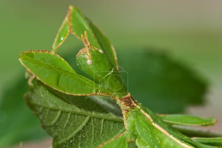 Photo for Detail of eye and antenna of leaf insect Phyllium. Young nymph few months old. Ideal terrarium pet for children. - Royalty Free Image
