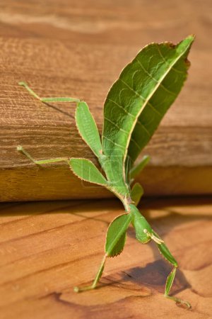 Photo for Leaf insect Phyllium is walking on the wooden table. Young nymph few months old. Ideal terrarium pet for children. - Royalty Free Image