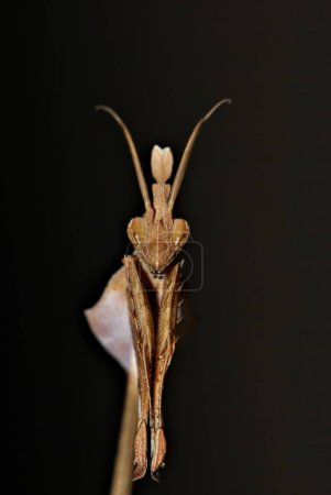 Téléchargez les photos : Fascinant Gongylus Gongylodes alien mantis portrait. Gros plan photo oeil à oeil d'un insecte prédateur mortel. - en image libre de droit