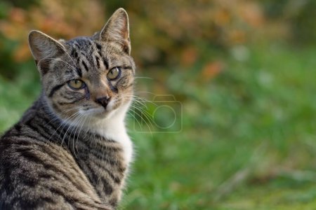 Téléchargez les photos : Portrait de chat domestique en colère sur le jardin. - en image libre de droit