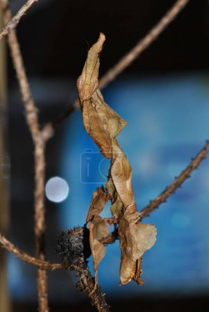 Photo for Alien ghost mantis Phyllocrania paradoxa is hiding on the branch. - Royalty Free Image