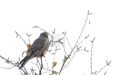 Téléchargez les photos : Falco tinnunculus aka crécerelle commun est assis sur le sommet de l'arbre en hiver. Très bel oiseau de proie de couleur, assez commun en République tchèque. Corps coloré motif tigre. - en image libre de droit