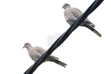 Photo for Pair of bird Streptopelia decaocto aka Eurasian collared dove is sitting on electric wire in residential area. Czech republic nature. - Royalty Free Image
