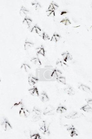 Téléchargez les photos : Empreintes de canard sauvage Anas Platyrhynchos dans la neige. République tchèque nature. - en image libre de droit