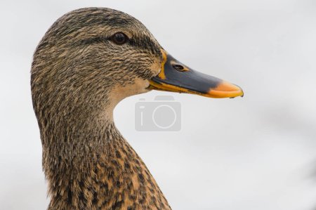 Photo for Anas Platyrhynchos, wild duck female head portrait. Copy space. Isolated on white. Anatidaephobia concept. - Royalty Free Image