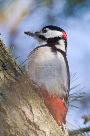 Photo for Dendrocopos major aka Great Spotted Woodpecker. Lovely colorful and very common bird in Czech republic. Searching for food on dry branch in winter. - Royalty Free Image