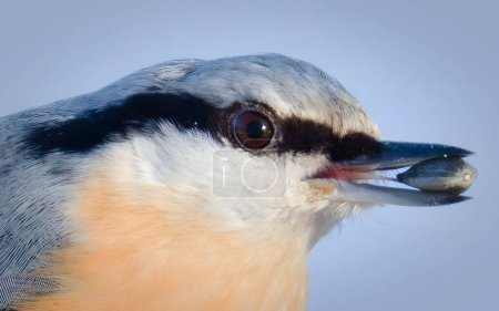 Sitta europaea aka Eurasian nuthatch with the seed in his beak.   Very close-up head portrait. Visible tongue. Isolated on blue background.