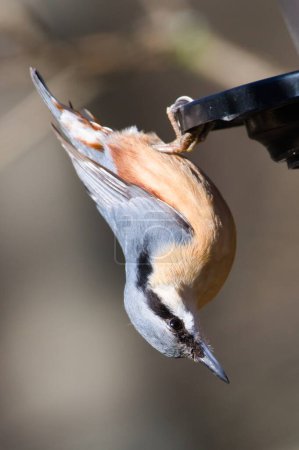 Sitta europaea aka Eurasian nuthatch in his typical position upside down on the bird feeder. 
