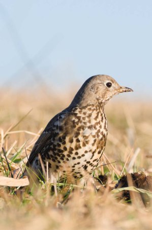 Song thrush aka Turdus philomelos is searching seeds on the field in sunny day.