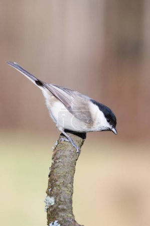 Poecile palustris aka marsh tit on tree branch. Common bird in Czech republic nature. Isolated on blurred background.