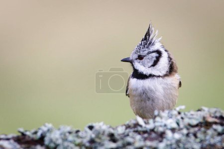 Photo for Lophophanes cristatus aka crested tit. Small bird with funny haircut and amazing red devil eyes. Clear blurred background. - Royalty Free Image