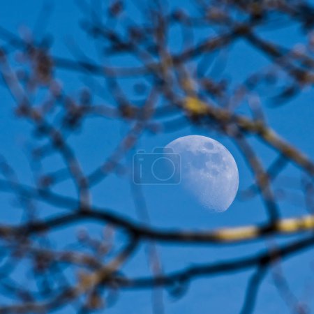 Mond hinter dem Baum. Abstrakte Fotografie des Mondes am blauen Himmel.