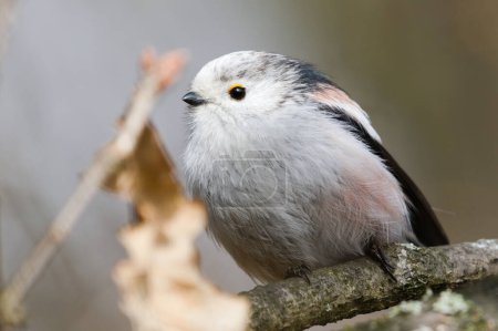 Aegithalos caudatus aka Long-tailed Tit perched on a tree branch. Funny fluffy european bird.