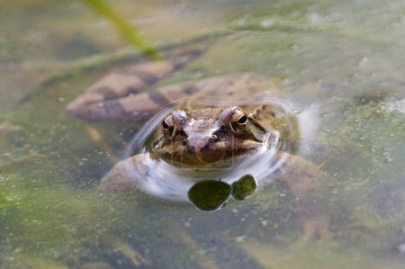 European common frog Rana temporaria in the pond. Springtime.