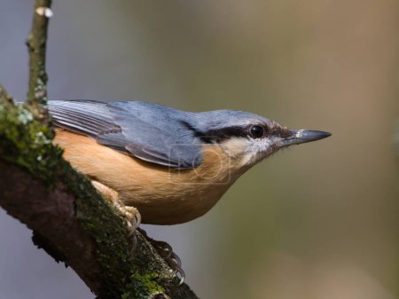 Sitta europaea aka Eurasian nuthatch in his typical position on the tree branch. 