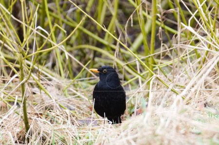 Eurasian blackbird aka The common blackbird or Turdus merula is searching food on the ground.