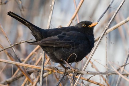 Foto de Pájaro negro común alias Turdus merula macho encaramado en la ramita. - Imagen libre de derechos