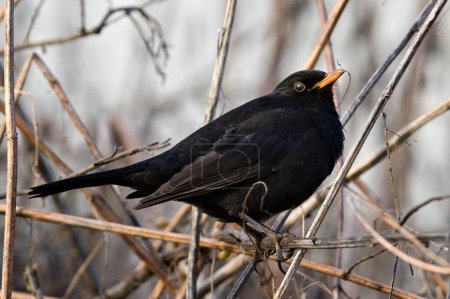 Foto de Pájaro negro común alias Turdus merula macho encaramado en la ramita con los ojos cerrados. - Imagen libre de derechos