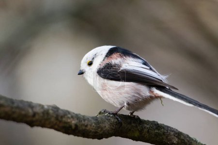 Aegithalos caudatus aka Long-tailed Tit perched on a tree branch. Funny fluffy european bird.