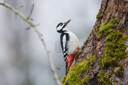 Dendrocopos major alias Great Spotted Woodpecker macho en su hábitat. Precioso pájaro colorido y muy común en la República Checa. Buscando comida en el manzano viejo.