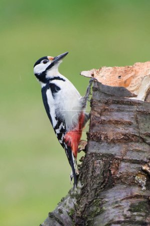 Dendrocopos major alias Great Spotted Woodpecker male. Precioso pájaro colorido y muy común en la República Checa. Búsqueda de alimentos en troncos secos.