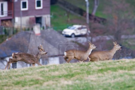 Group of Capreolus capreolus european roe deer in residential area.
