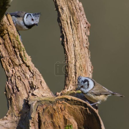 Pair of small bird Lophophanes cristatus aka Crested tit. 