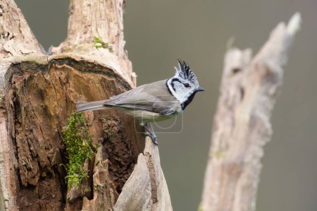 Small bird Lophophanes cristatus aka Crested tit on dry tree trunk.