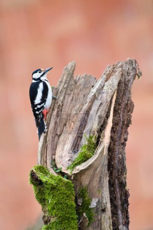 Dendrocopos major aka Great Spotted Woodpecker male. Lovely colorful and very common bird in Czech republic. Searching for food on dry log. Colorful blurred background.