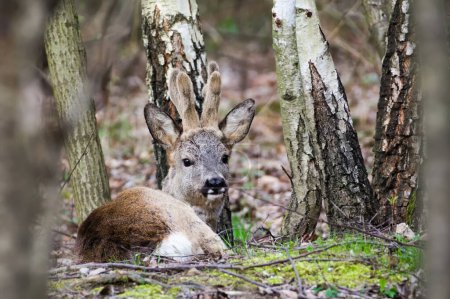 Adult male Capreolus capreolus european roe deer is resting in the forest.