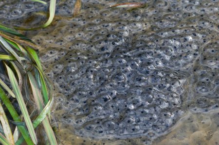 Estanque engendro completo de rana común europea Rana temporaria. Primavera. Temporada de apareamiento.