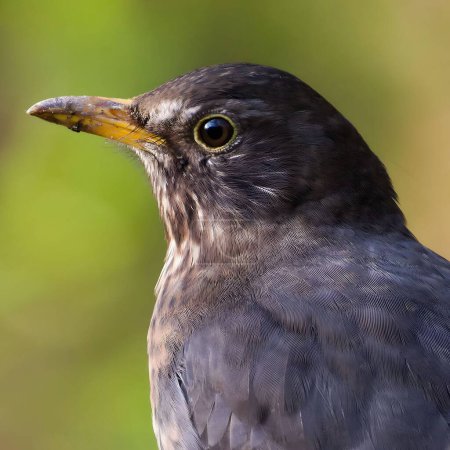 Foto de Pájaro negro euroasiático alias El mirlo común o Turdus merula retrato de cerca. - Imagen libre de derechos