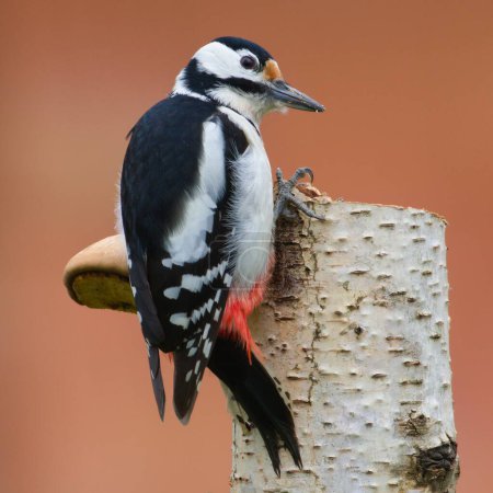 Dendrocopos major aka Great Spotted Woodpecker male. Searching for food on dry birch tree. Isolated on orange blurred background.