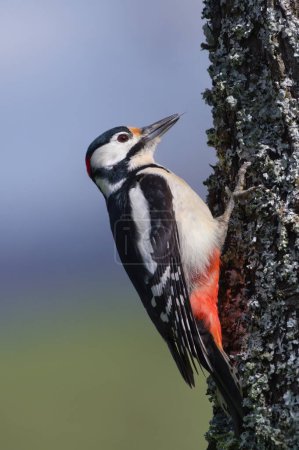 Dendrocopos major alias Great Spotted Woodpecker macho en su hábitat. Buscando comida en el viejo ciruelo seco. Lengua visible.